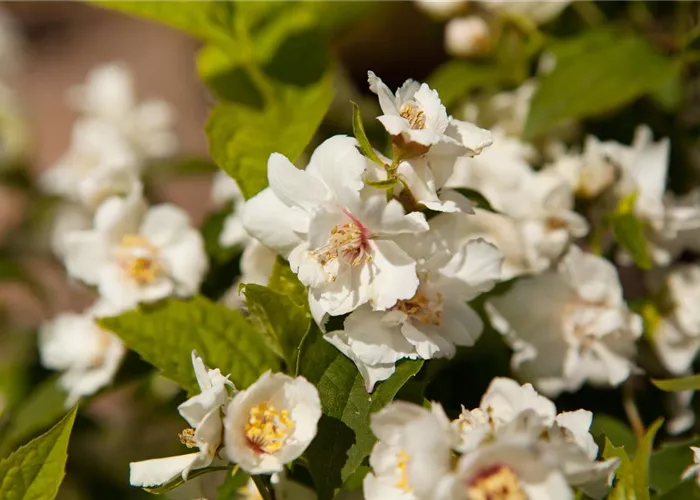 Philadelphus x virginalis