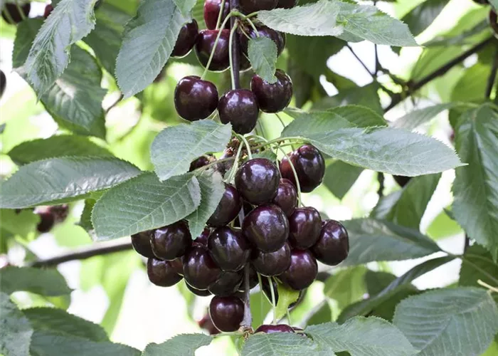 Prunus cerasus 'Schattenmorelle'