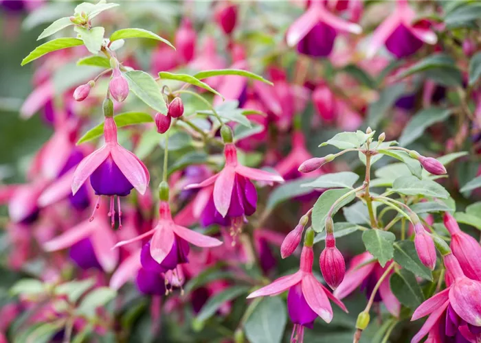 Fuchsien – exotische Schönheiten für Balkon und Garten Fuchsien – exotische Schönheiten für Balkon und Garten
