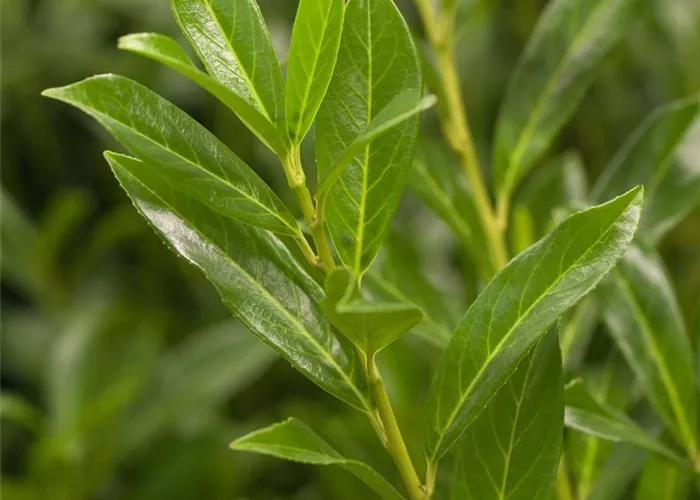 Prunus laurocerasus 'Caucasica'