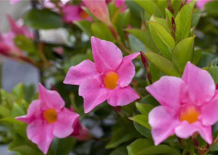 Mandevilla sanderi 'Diamantina'®