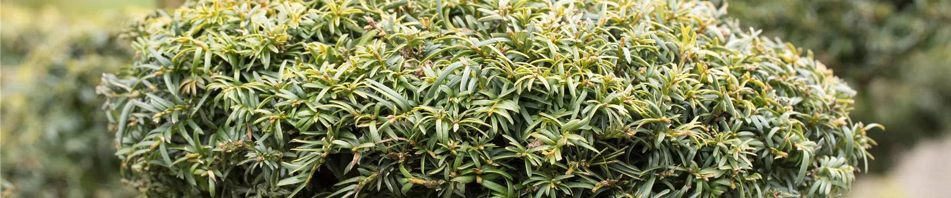 GS588816.jpg GS588816.jpg