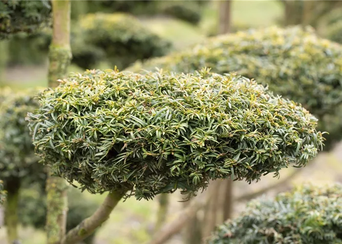 Koniferen schmücken das ganze Jahr Koniferen schmücken das ganze Jahr