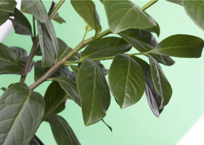 Prunus laurocerasus 'Novita'