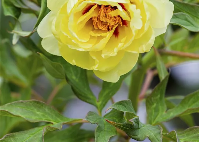 Paeonia x suffruticosa, gelb