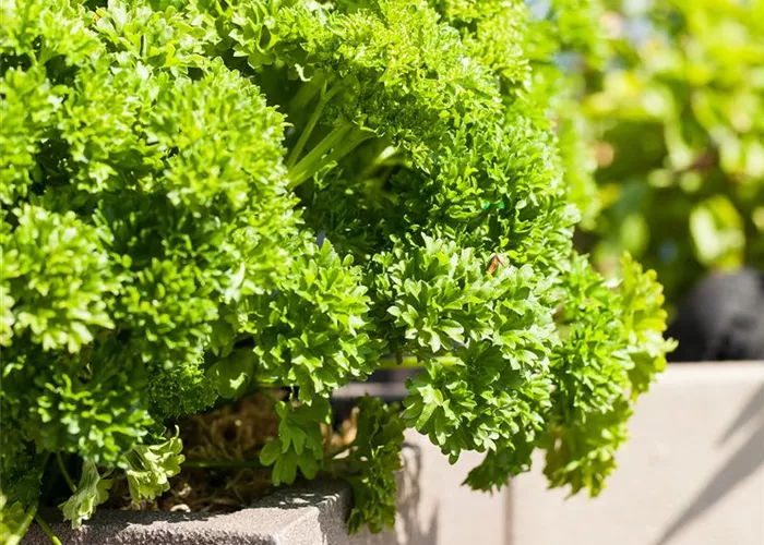 Kräuter im eigenen Garten: Anlegen des Kräutergartens Kräuter im eigenen Garten: Anlegen des Kräutergartens