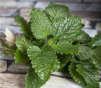 Melissa officinalis Melissa officinalis