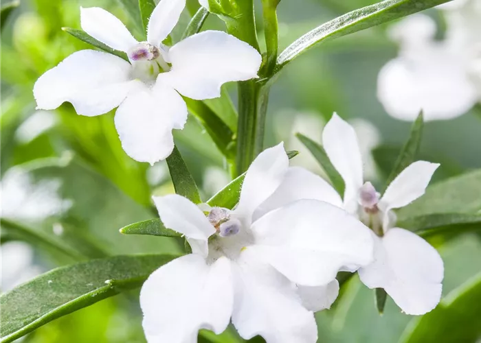 Männertreu: mehr als nur eine schöne Lückenfüllerin Männertreu: mehr als nur eine schöne Lückenfüllerin