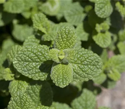 Mentha species Mentha species