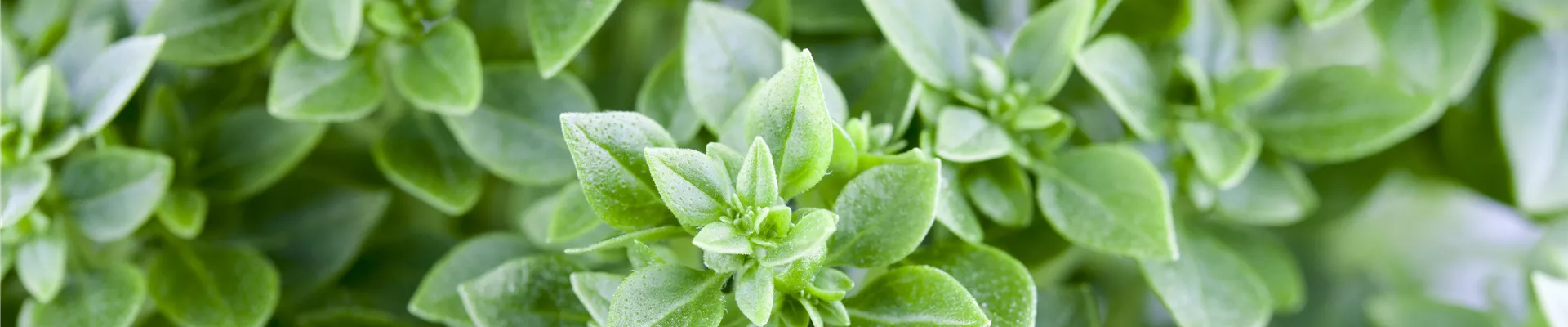 GS490448.jpg GS490448.jpg