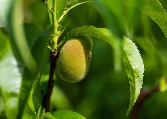 Prunus persica var. persica, Tellerpfirsich