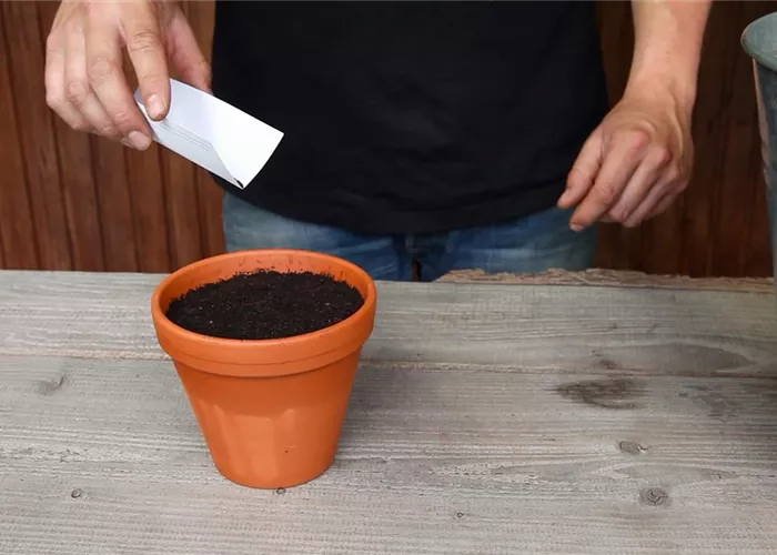 Oregano - Aussäen von Samen Oregano - Aussäen von Samen