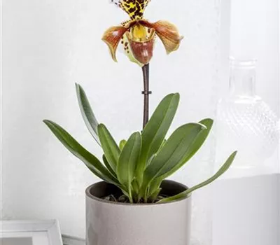 Paphiopedilum Paphiopedilum