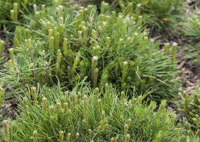 Pinus mugo subsp. mughus