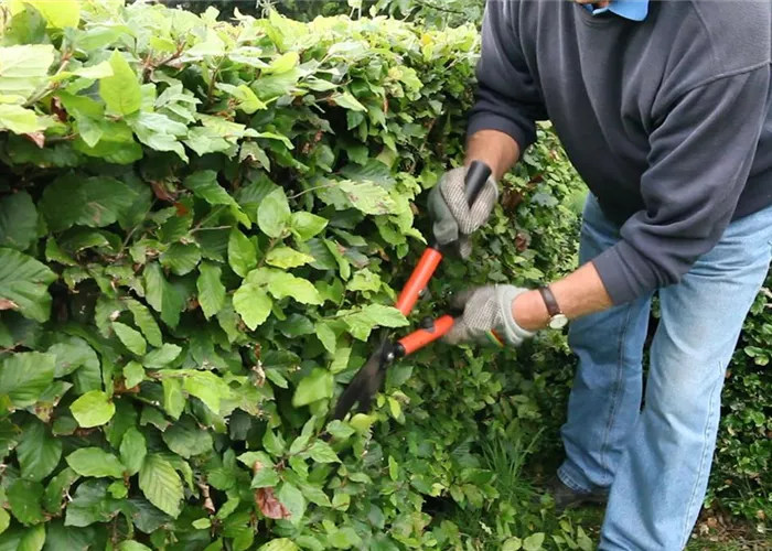 Zurückschneiden verjüngt Sträucher und Bäume Zurückschneiden verjüngt Sträucher und Bäume