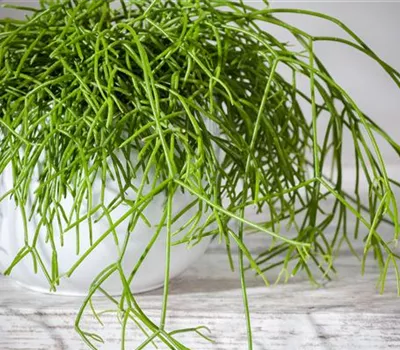 Rhipsalis baccifera Rhipsalis baccifera