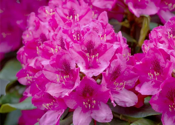 Rhododendron 'Nova Zembla'