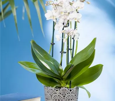 Phalaenopsis multiflora Phalaenopsis multiflora