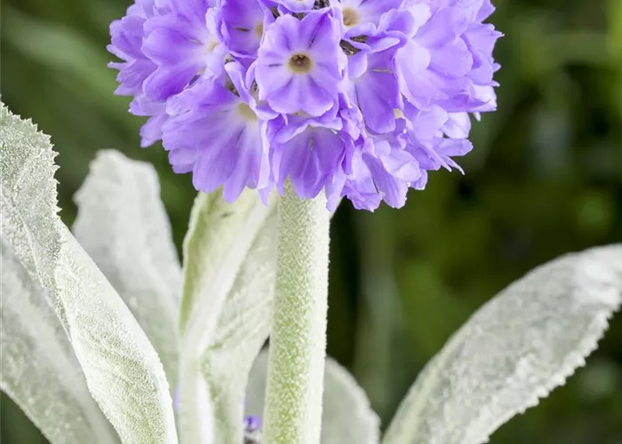 Primula denticulata
