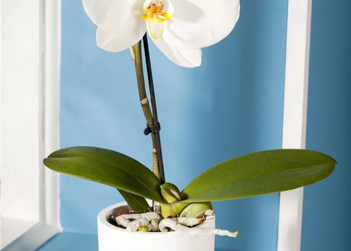 Phalaenopsis 'Singolo'®