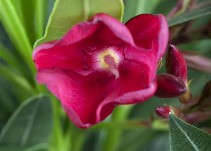 Nerium oleander, rot