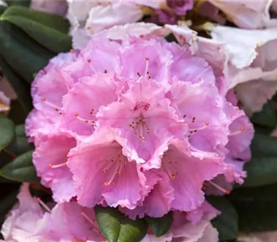 Rhododendron yakushimanum