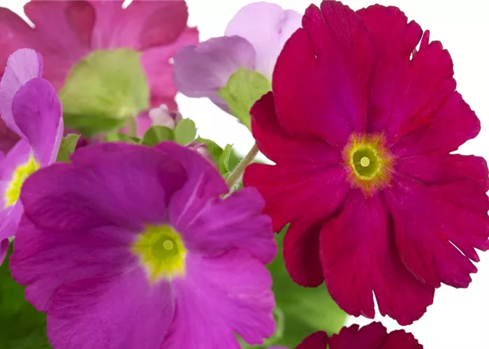 Primula obconica 'Touch Me'®