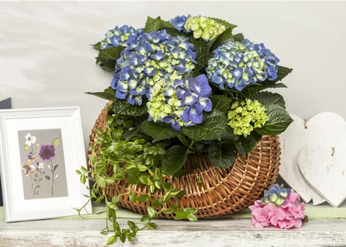 Ein Geben und Nehmen – Hortensien als Luftbefeuchter Ein Geben und Nehmen – Hortensien als Luftbefeuchter