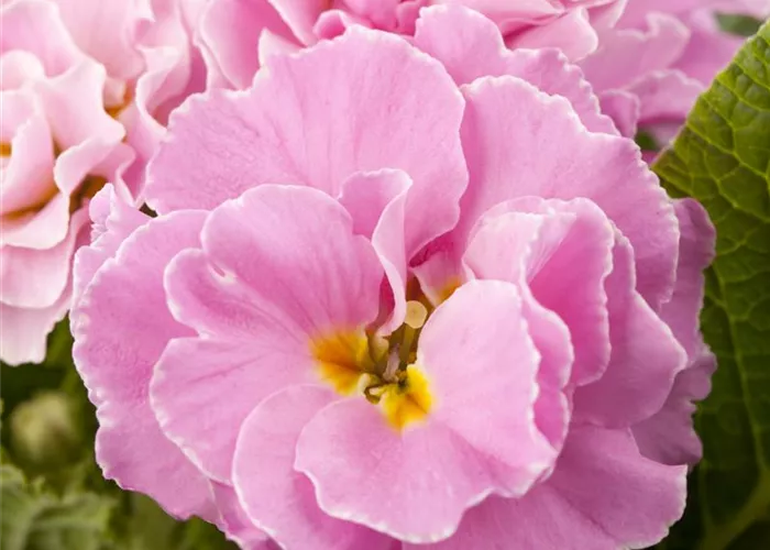 Primula vulgaris, gefüllt