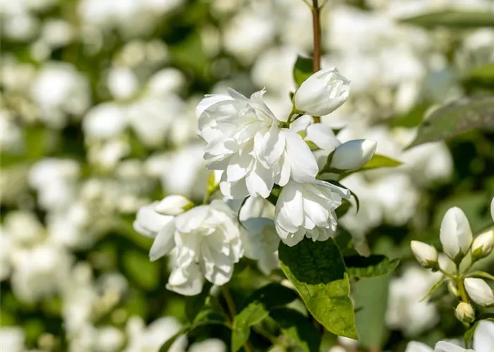 Philadelphus 'Schneesturm'
