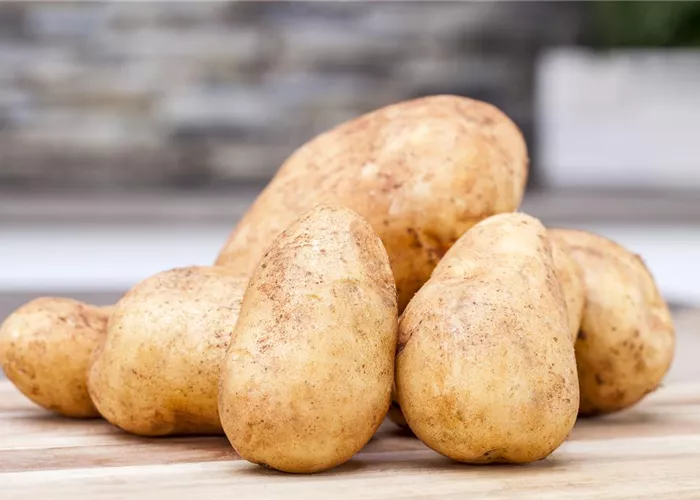 Solanum tuberosum