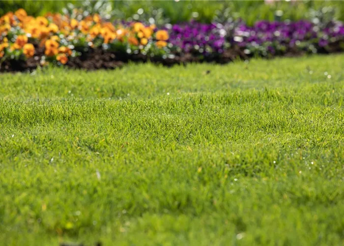 Frühjahrskur für den Rasen – endlich wieder durchatmen Frühjahrskur für den Rasen – endlich wieder durchatmen