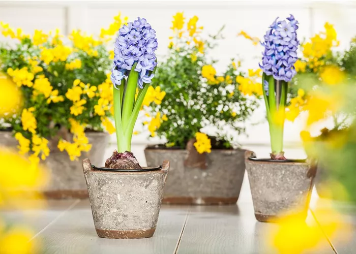 Hyazinthe, Krokus und Co. – der Frühling wird bunt Hyazinthe, Krokus und Co. – der Frühling wird bunt