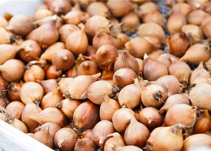 Blumenzwiebeln – kleine Zwiebeln mit großer Wirkung Blumenzwiebeln – kleine Zwiebeln mit großer Wirkung