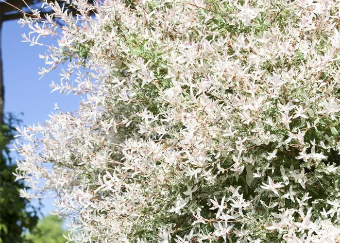 Salix integra 'Hakuro Nishiki'