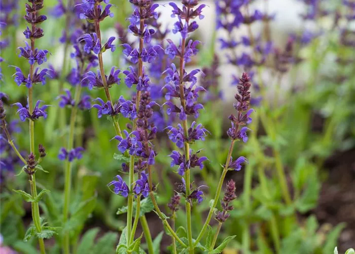 Salvia nemorosa 'Ostfriesland'