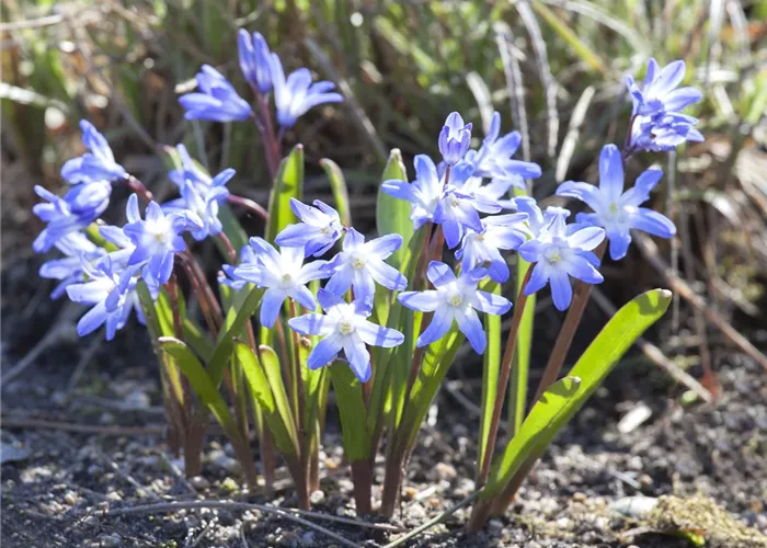 Blumenzwiebeln im Steingarten – So gelingt die Farbenpracht Blumenzwiebeln im Steingarten – So gelingt die Farbenpracht