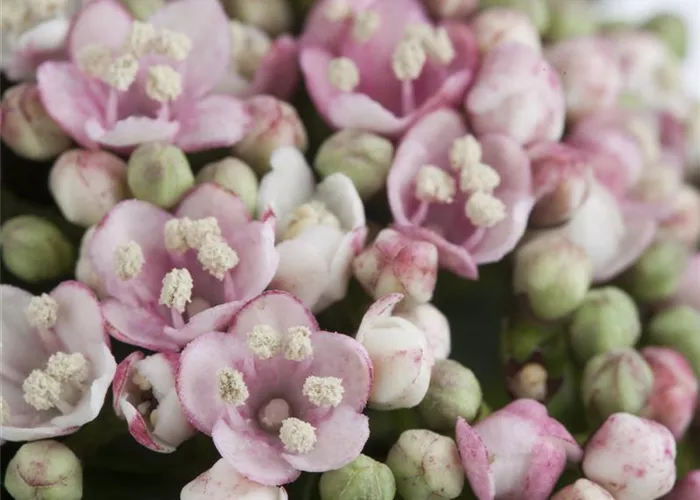 Viburnum tinus 'Eve Price'