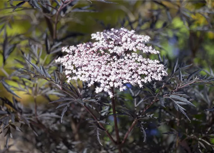 Sambucus nigra 'Black Lace'(s)