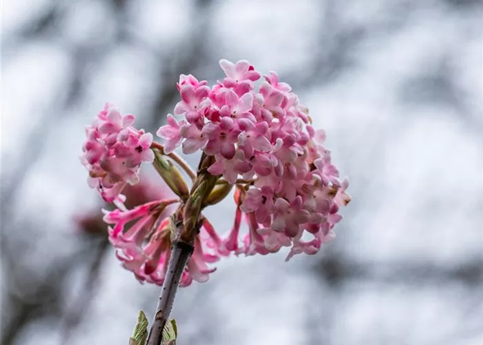 Viburnum x bodnantense
