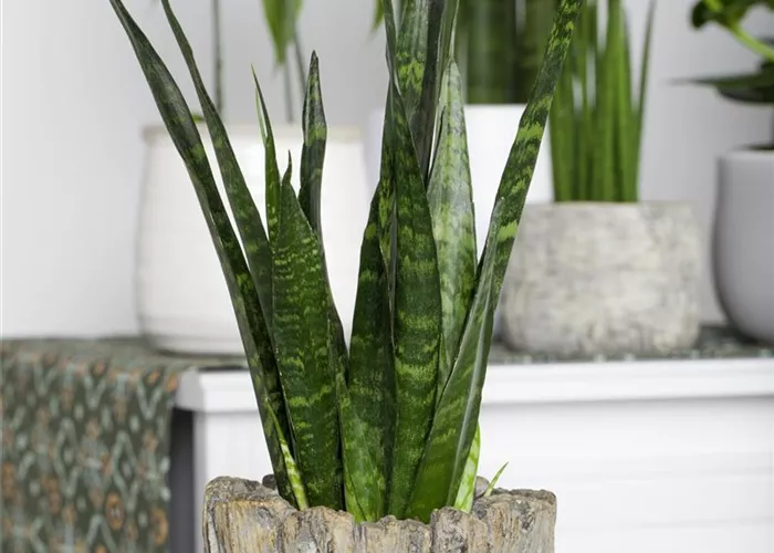 Sansevieria trifasciata