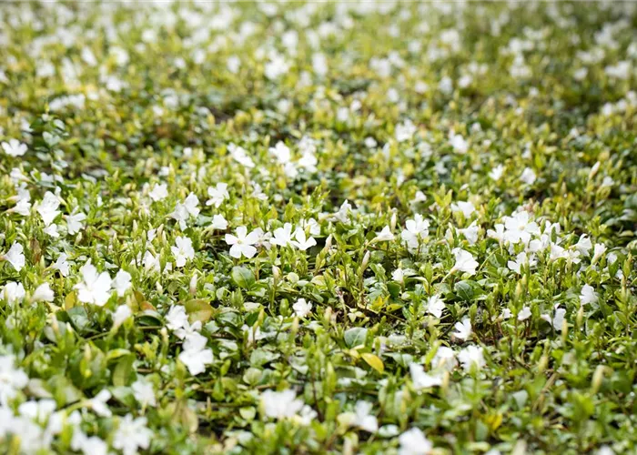 Vinca minor, weiß Vinca minor, weiß