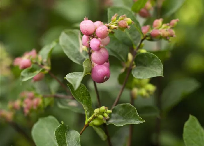 Symphoricarpos x doorenbosii Symphoricarpos x doorenbosii