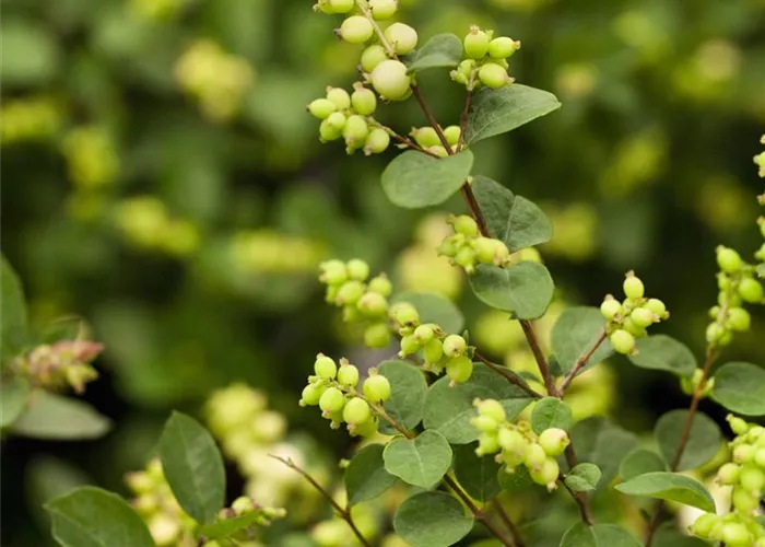 Symphoricarpos x doorenbosii 'Mother of Pearl' Symphoricarpos x doorenbosii 'Mother of Pearl'