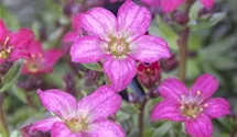 Garten-Moos-Steinbrech