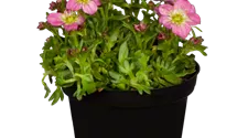 Garten-Moos-Steinbrech