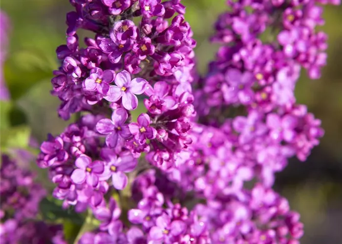 Syringa vulgaris, rosa