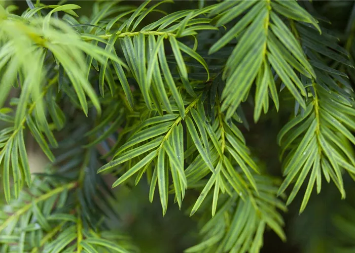 Taxus baccata 'Aurea' Taxus baccata 'Aurea'