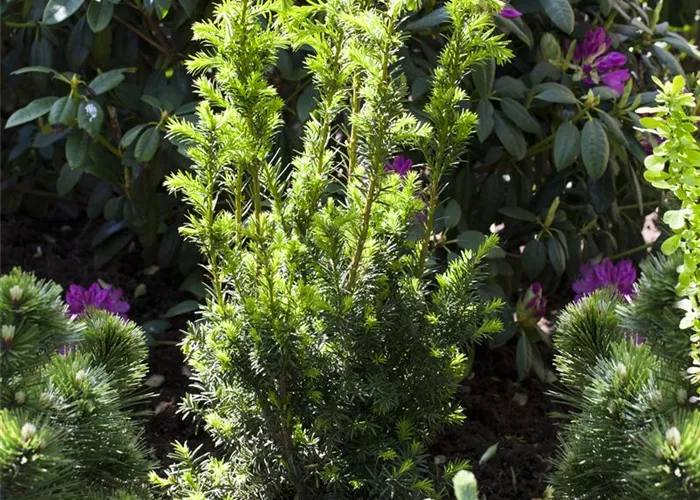 Taxus x media Taxus x media