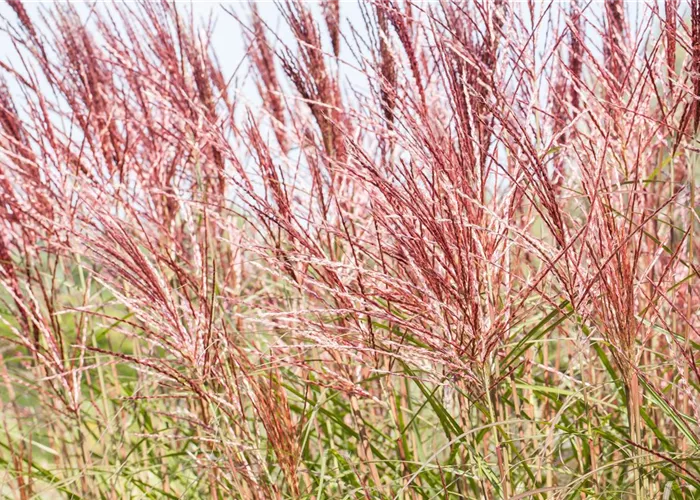 Ziergräser im Garten sind vielfältig einsetzbar  Ziergräser im Garten sind vielfältig einsetzbar